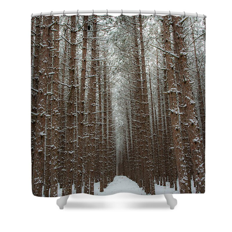 Sleeping Bear Dunes Shower Curtain featuring the photograph Forest in Sleeping Bear Dunes in January by Twenty Two North Photography