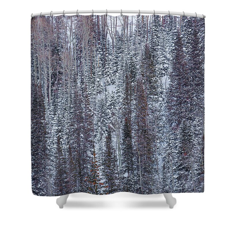 Park City Shower Curtain featuring the photograph Forest in Winter by Donna Twiford
