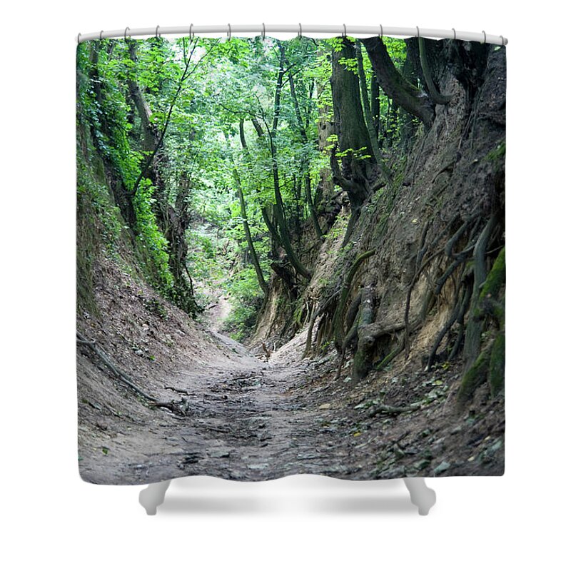 Environmental Conservation Shower Curtain featuring the photograph Forest Ravine by Michalludwiczak