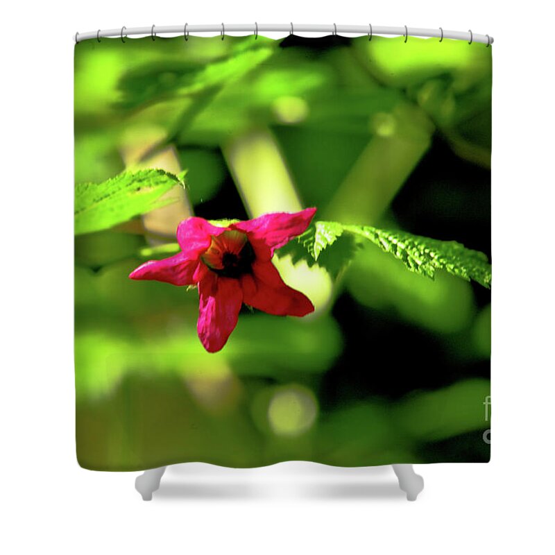 Pink Shower Curtain featuring the photograph Forest Treasure Hot Pink by Rich Collins