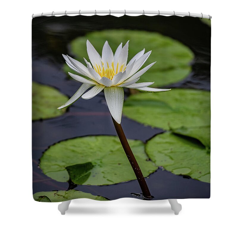 New York Shower Curtain featuring the photograph Fountain Lily by David Downs