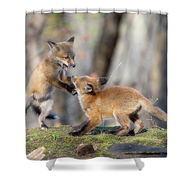 Fox Shower Curtain featuring the photograph Fox Battle by James Overesch