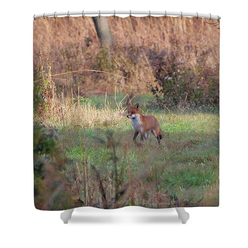 Animal Shower Curtain featuring the photograph Fox in the wild by Paul Ross