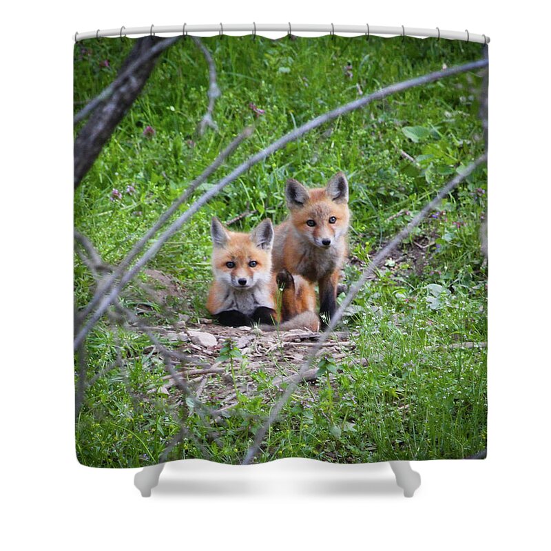 Fox Kits Shower Curtain featuring the photograph Fox Kits by Greg Smith