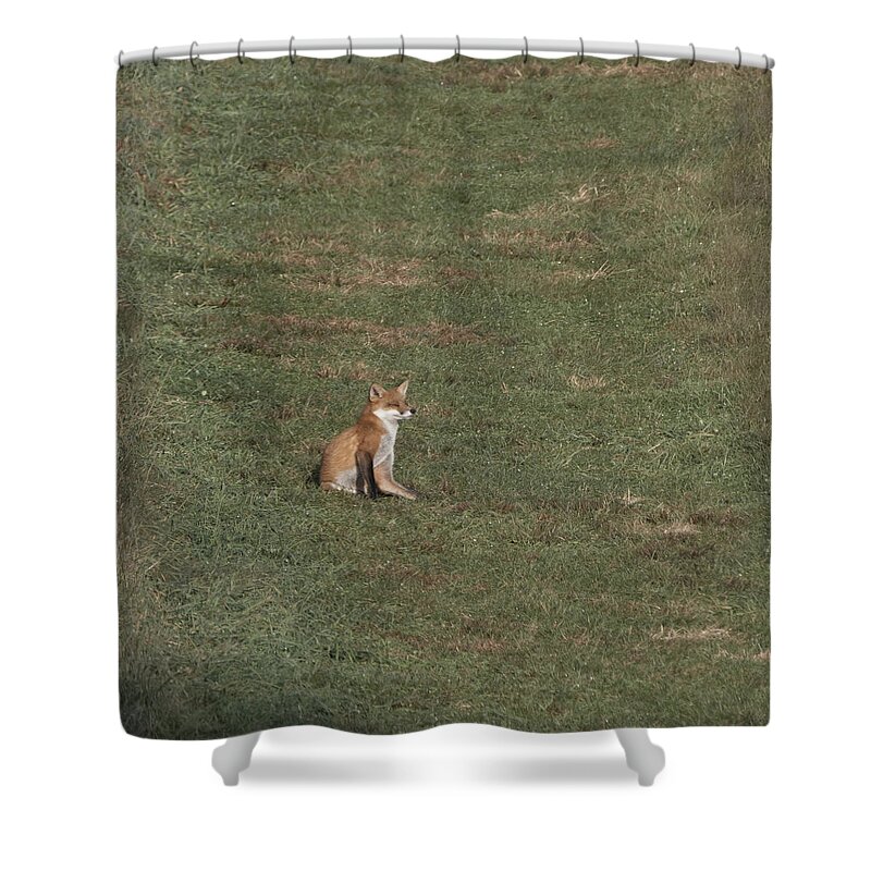 Animal Shower Curtain featuring the photograph Fox sitting in the Sun 2 by Paul Ross