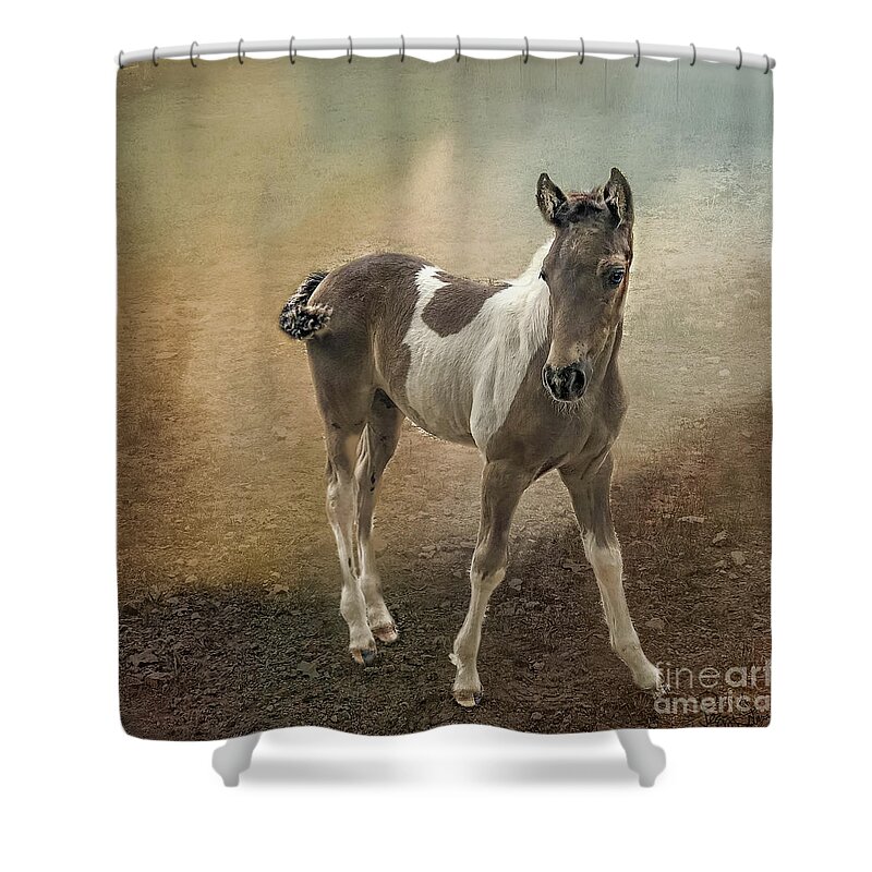 Horses Shower Curtain featuring the photograph Fox Trotter Foal Horses by Peggy Franz