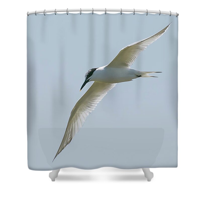 ©wendy Cooper Shower Curtain featuring the photograph Free Flight by Wendy Cooper