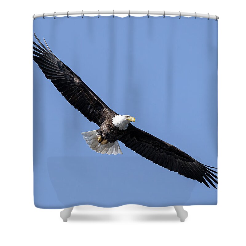 Bald Eagle Shower Curtain featuring the photograph Freedom by James Overesch