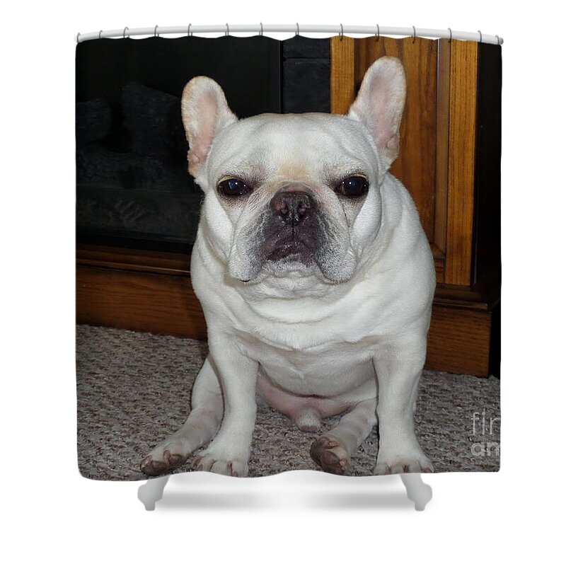 Frenchie Shower Curtain featuring the photograph Frenchie by Barbra Telfer