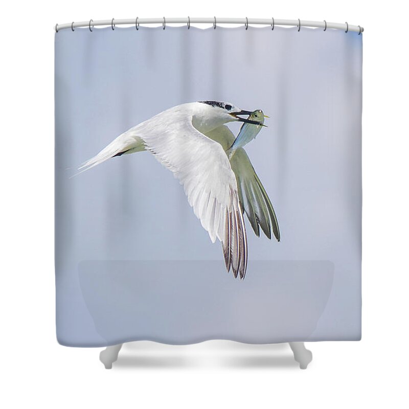 Sandwich Tern Shower Curtain featuring the photograph Fresh Catch by Mary Ann Artz