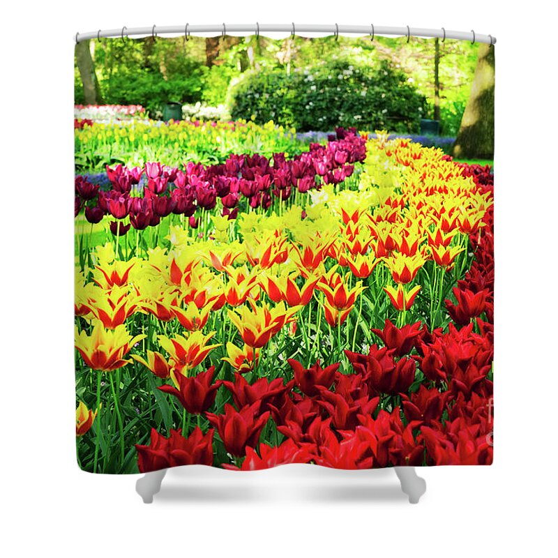 Netherlands Shower Curtain featuring the photograph Tulips Park by Anastasy Yarmolovich
