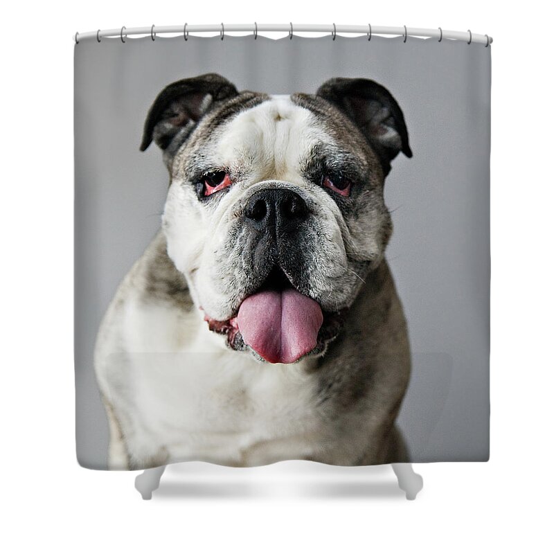 Pets Shower Curtain featuring the photograph Frida by Laura Layera