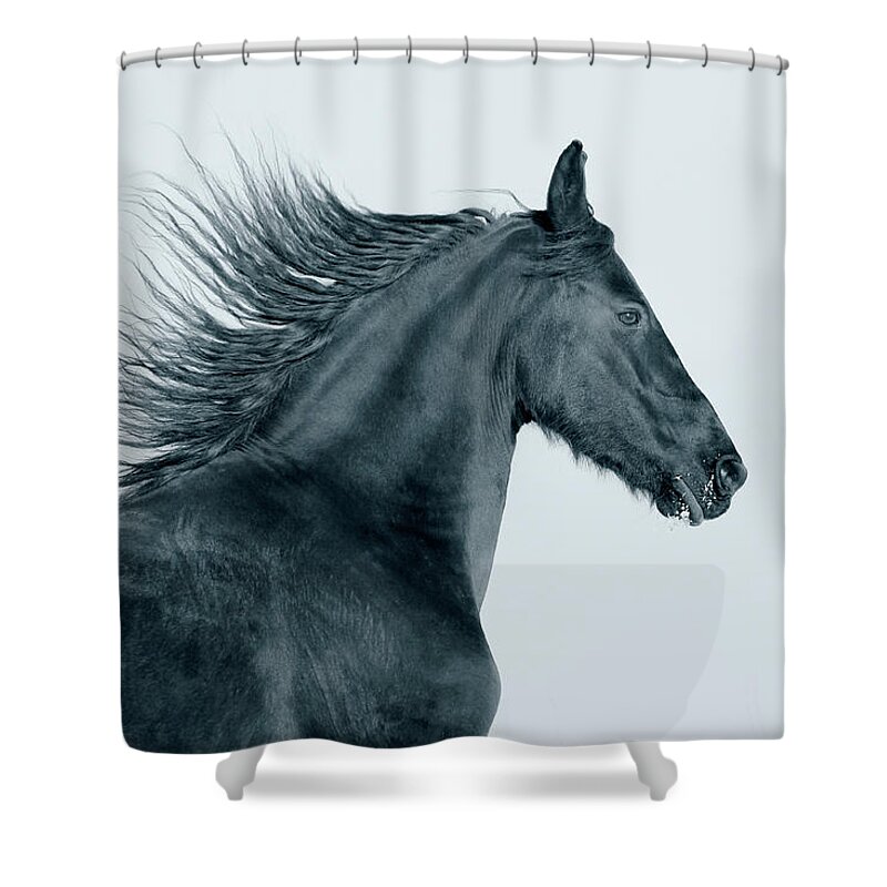 Horse Shower Curtain featuring the photograph Frisian Horse by Photographs By Maria Itina