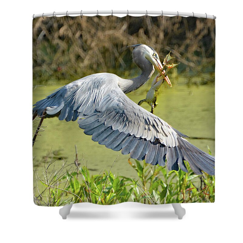 Great Blue Heron Shower Curtain featuring the photograph Frog for Lunch by Jerry Griffin