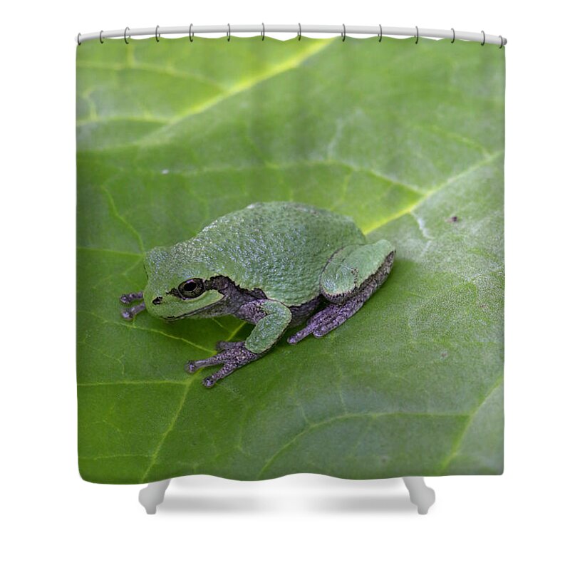 Frog Shower Curtain featuring the photograph Frog on Leaf by Laura Smith