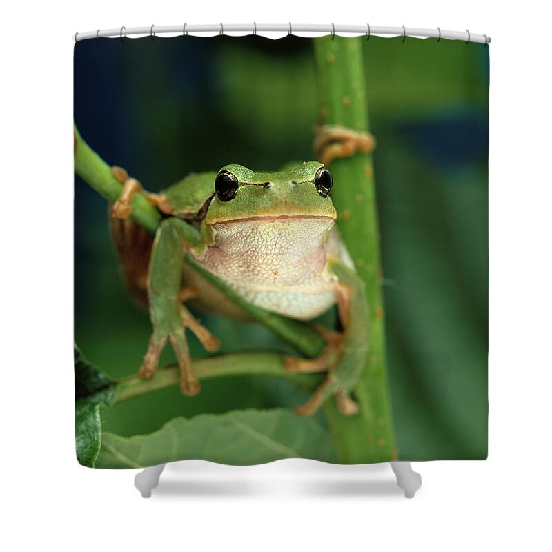 Frog On Plant Shower Curtain by Oliver Giel - Pixels