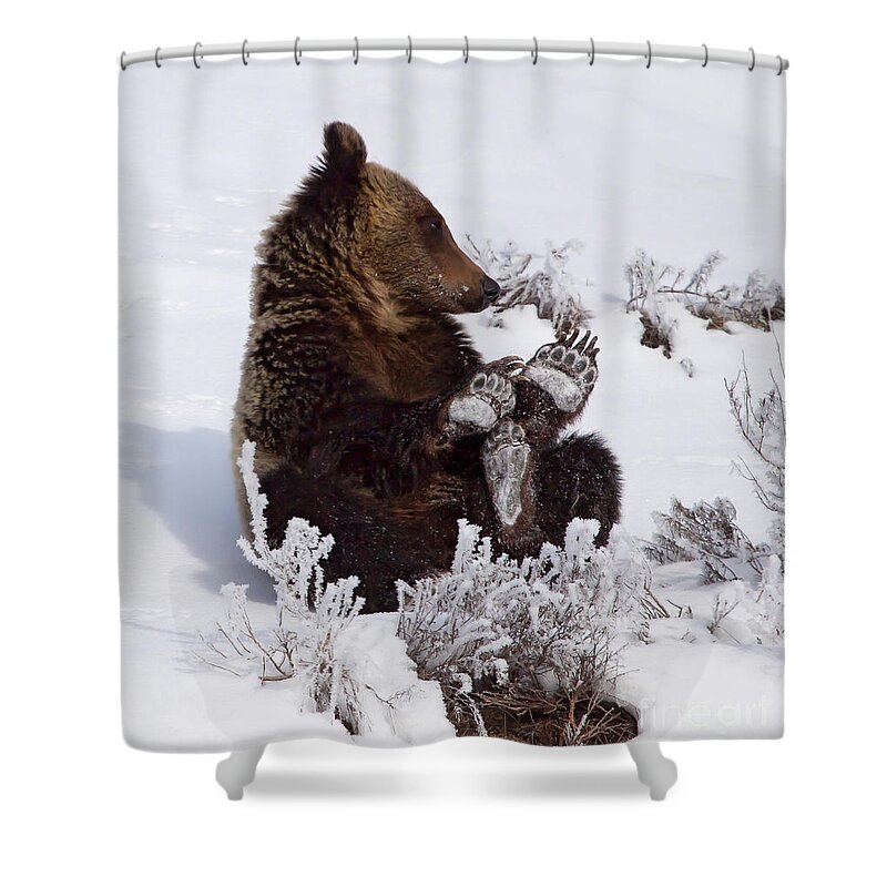Bear Shower Curtain featuring the photograph Frosty Feet-Signed by J L Woody Wooden