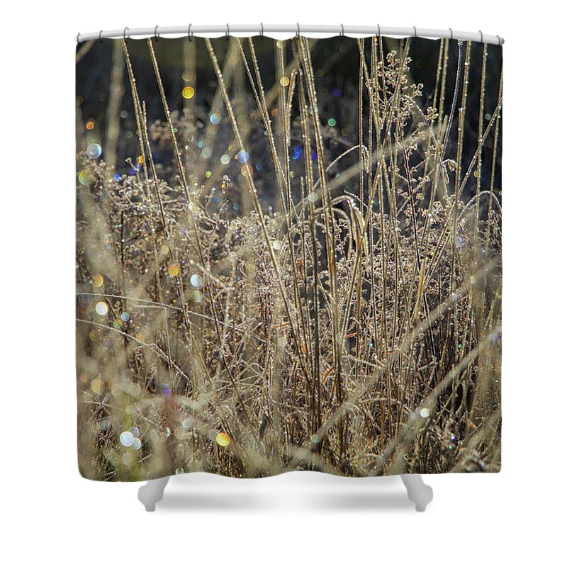 Frost Shower Curtain featuring the photograph Frosty Meadow Grass 1 by Randy Robbins