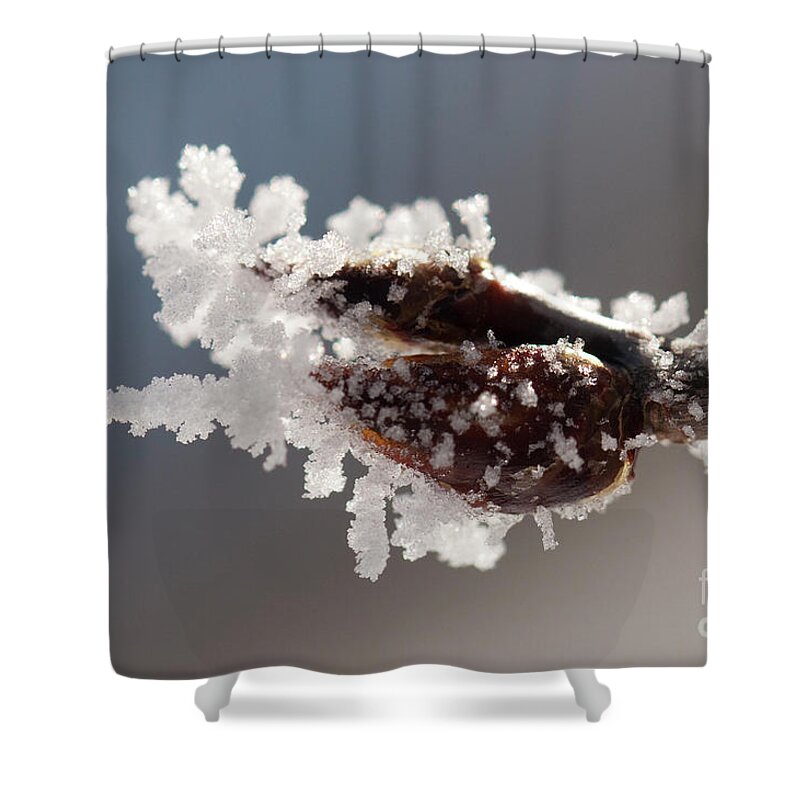 Colorado Shower Curtain featuring the photograph Frozen Buds by Julia McHugh