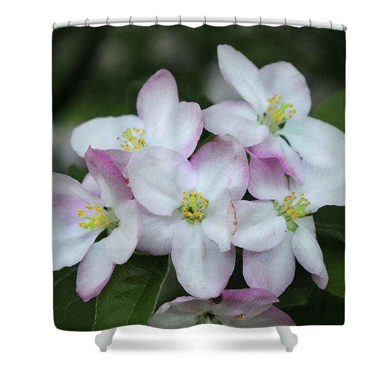 Apple Blossoms Shower Curtain featuring the photograph Full Bloom Apple Blossoms by David T Wilkinson
