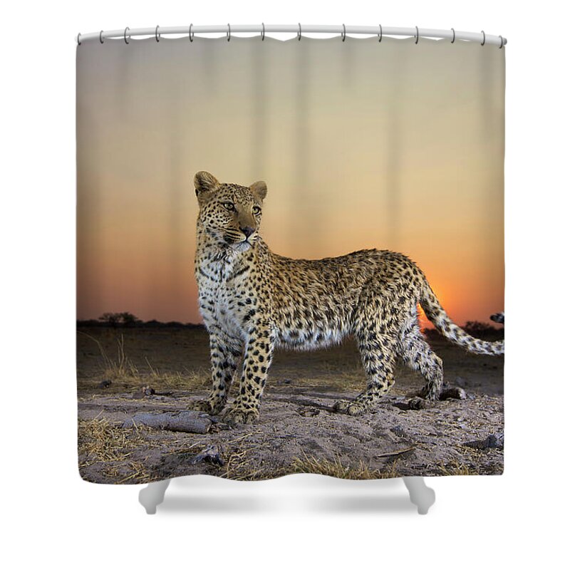Alertness Shower Curtain featuring the photograph Full Length View Of Leopard Panthera by Heinrich Van Den Berg