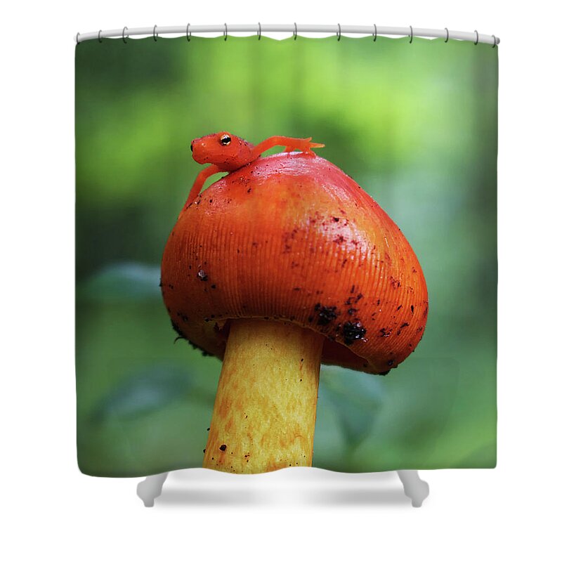 Eft Shower Curtain featuring the photograph Fun Guy by Jerry LoFaro