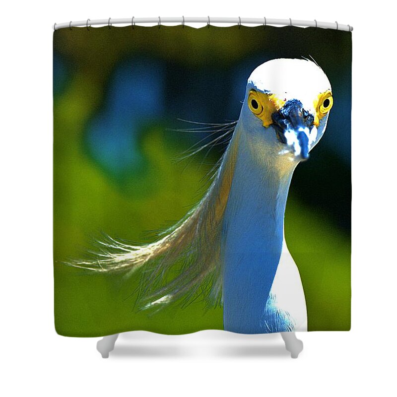 Fuzzy Billed Snowy Shower Curtain featuring the photograph Fuzzy Billed Snowy by Don Columbus