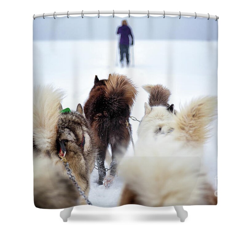 Dog Shower Curtain featuring the photograph Fuzzy Tails Across the Snow by Becqi Sherman