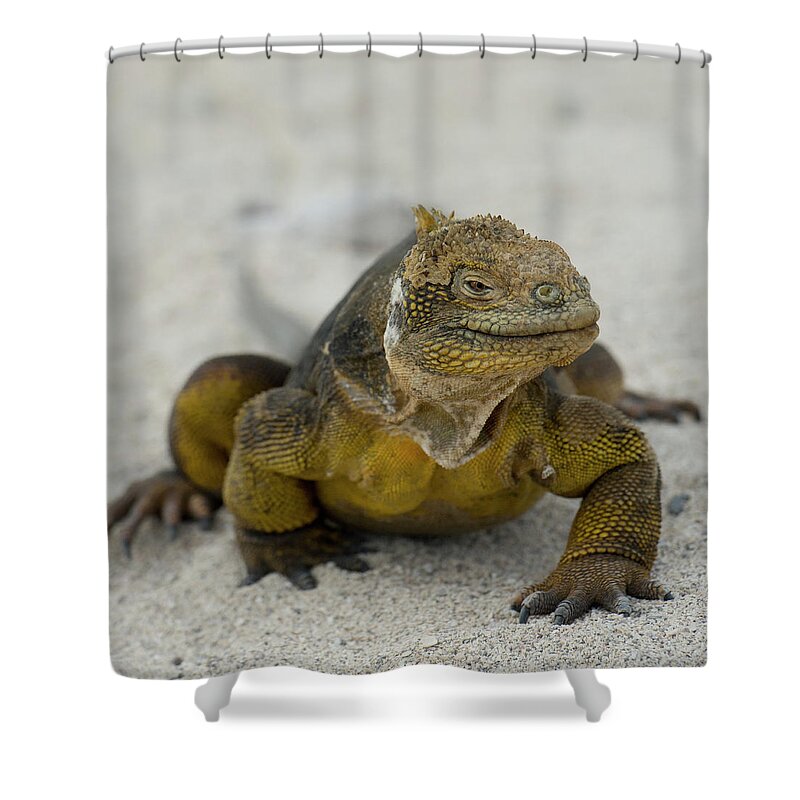 Animal Scale Shower Curtain featuring the photograph Galapagos Land Iguana Conolophus by Keith Levit / Design Pics