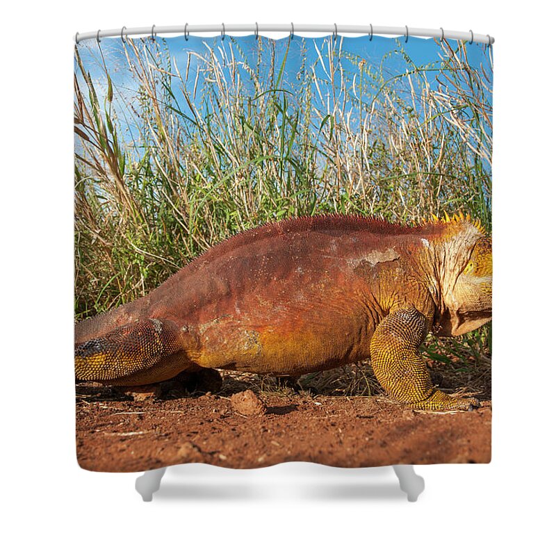 Animals Shower Curtain featuring the photograph Galapagos Land Iguana On The Move by Tui De Roy