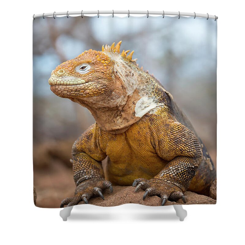 Animals Shower Curtain featuring the photograph Galapagos Land Iguana by Tui De Roy