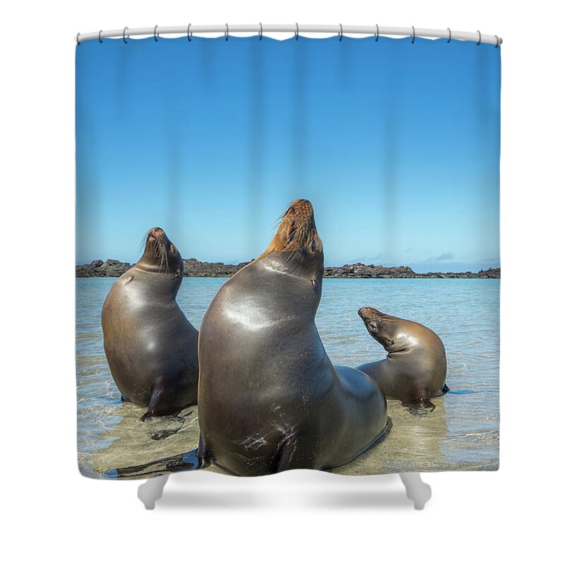Animal Shower Curtain featuring the photograph Galapagos Sea Lion Trio Basking by Tui De Roy