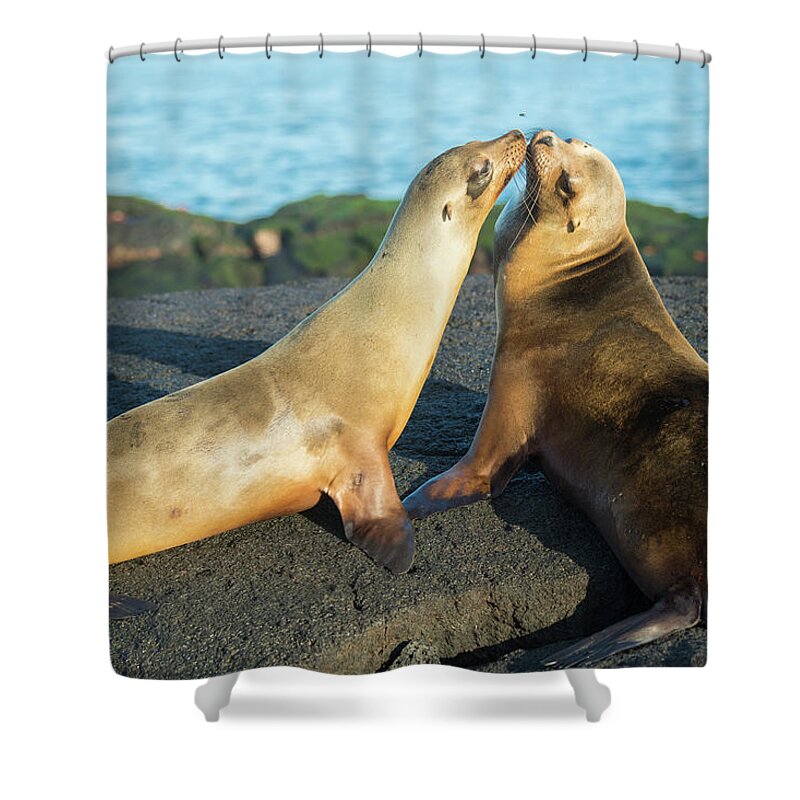 Affection Shower Curtain featuring the photograph Galapagos Sea Lions Greeting by Tui De Roy