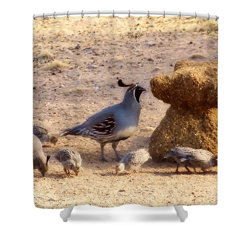 Arizona Shower Curtain featuring the photograph Gambel's Quail Family by Judy Kennedy