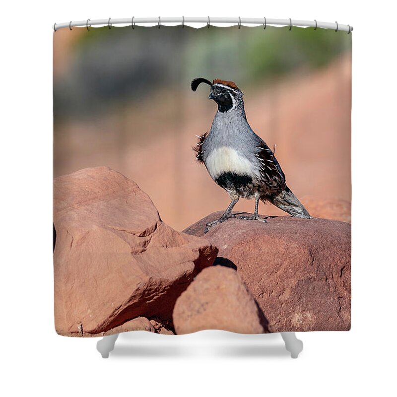 America Shower Curtain featuring the photograph Gambels Quail one by James Sage