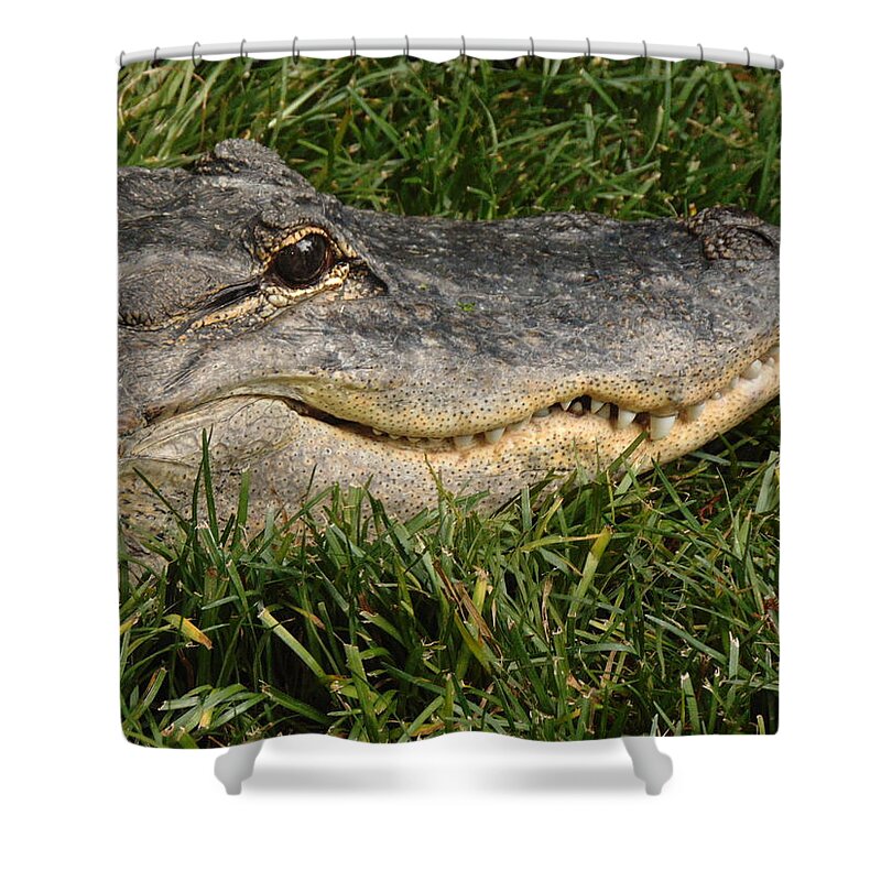 Alligator Shower Curtain featuring the photograph Gator Grill by Antonio Moore