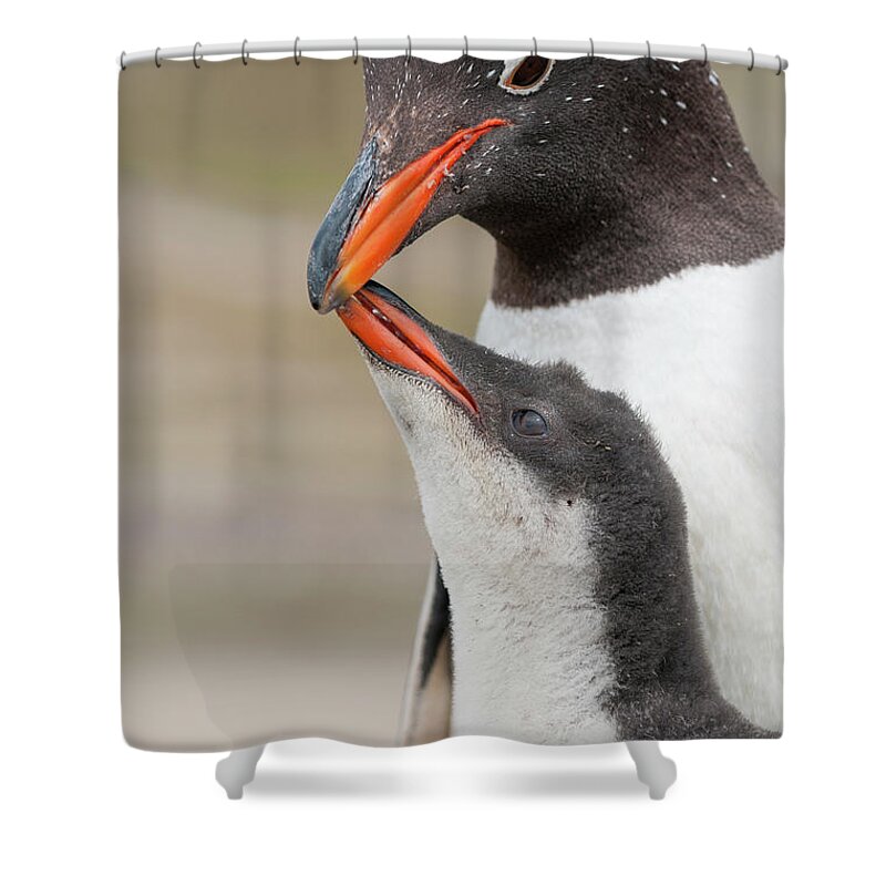 Animal Shower Curtain featuring the photograph Gentoo Penguin And Begging Chick by Tui De Roy