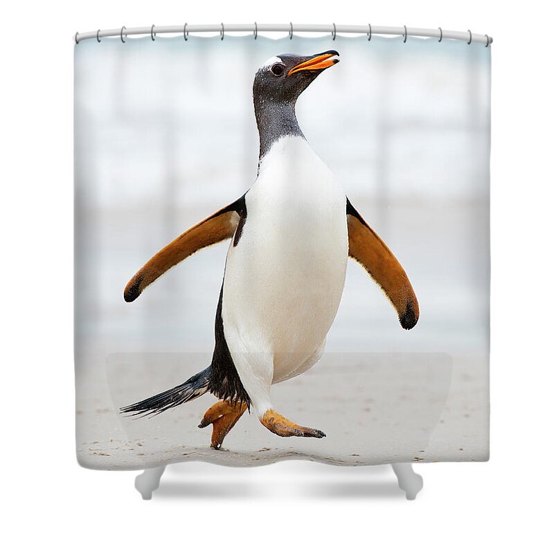 Alertness Shower Curtain featuring the photograph Gentoo Penguin Running On The Beach by Mike Hill