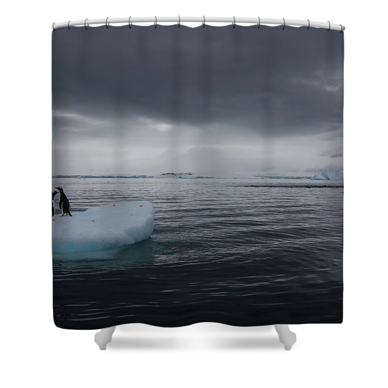 Vertebrate Shower Curtain featuring the photograph Gentoo Penguins On An Iceberg by Mint Images - Art Wolfe
