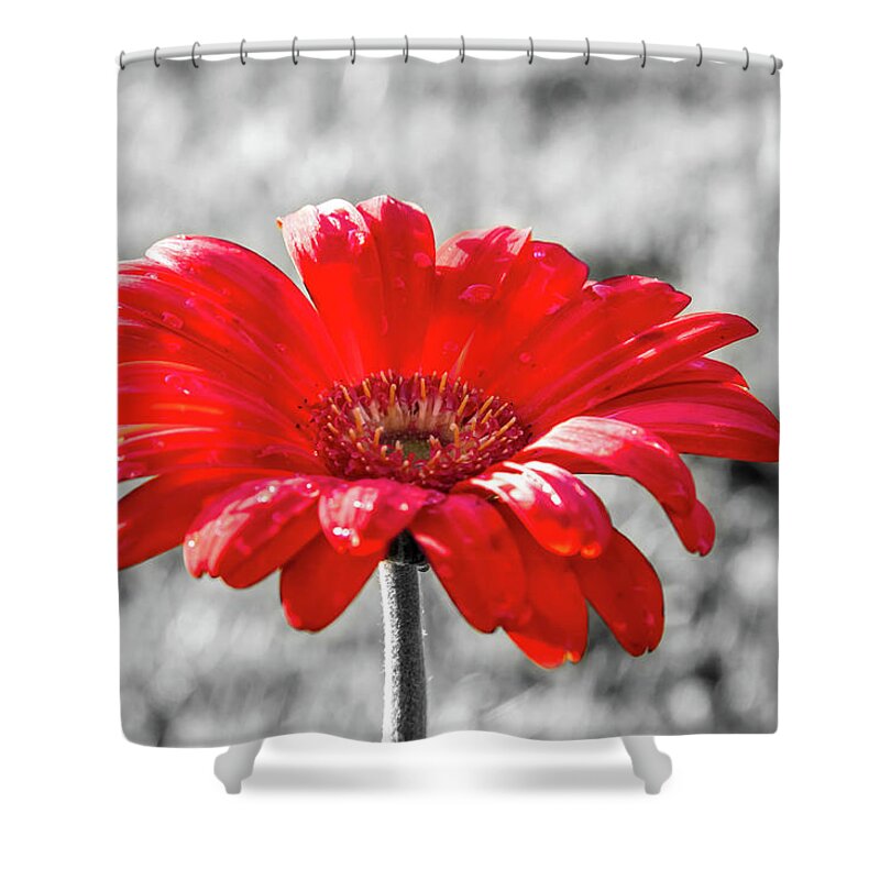 Dawn Richards Shower Curtain featuring the photograph Gerbera Daisy Color Splash by Dawn Richards