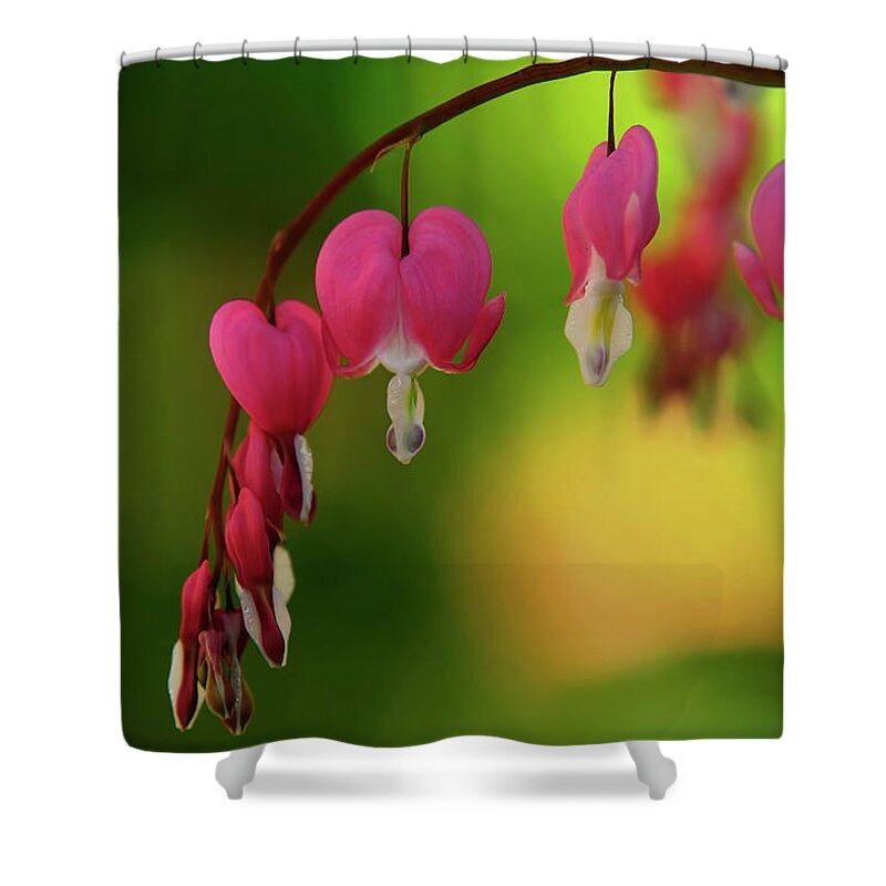 Petal Shower Curtain featuring the photograph Germany, Baden Wuerttemberg, Lyre by Westend61