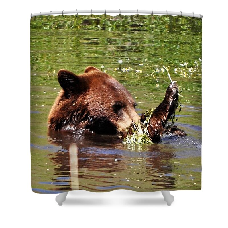 Black Bear Checking Out The Weeds In A Pond On The Bison Wildlife Refuge In Moise Mt Shower Curtain featuring the photograph Gettin' into the Weeds by Mike Helland