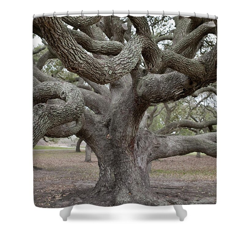 Live Oak Tree Shower Curtain featuring the photograph Giant Live Oak Tree by Austinartist