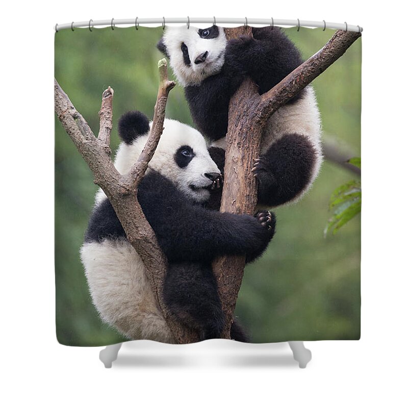 Suzi Eszterhas Shower Curtain featuring the photograph Giant Panda Cubs In Tree by Suzi Eszterhas