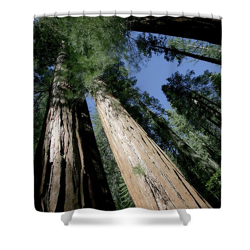 Directly Below Shower Curtain featuring the photograph Giant Sequoia Of Yosemite by Gary Pearl