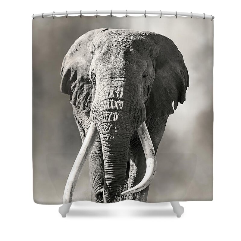 Male Shower Curtain featuring the photograph Giant tusked bull elephant in Amboseli, Kenya by Jane Rix