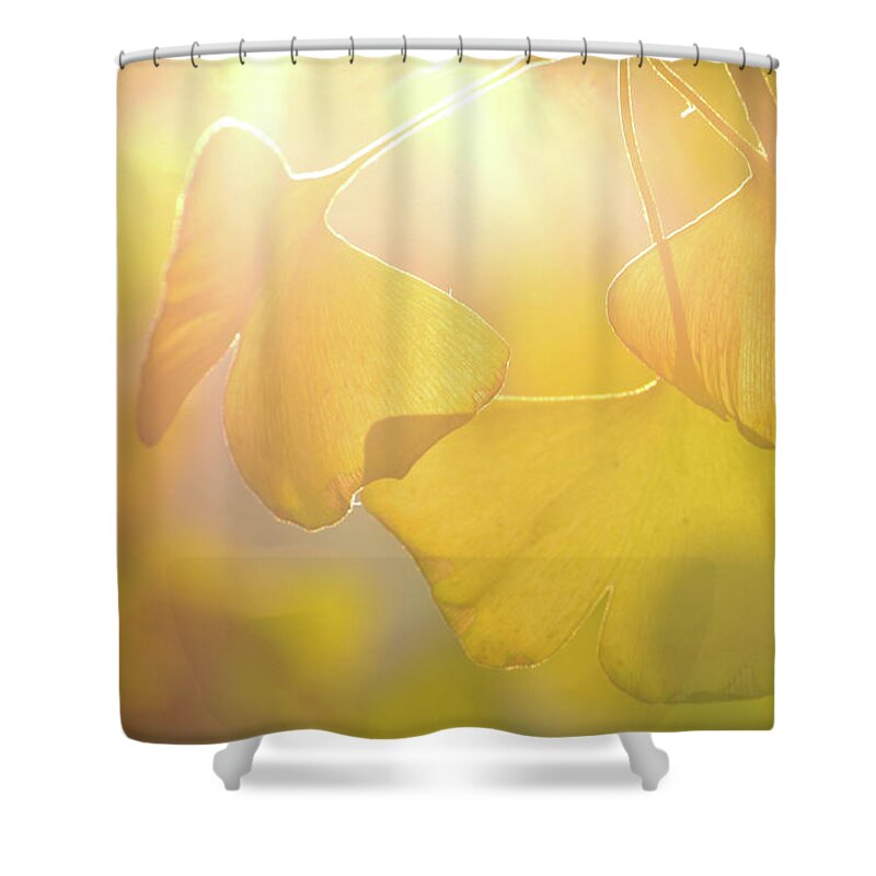 Ginkgo Tree Shower Curtain featuring the photograph Ginkgo Leaves by Caoyu36