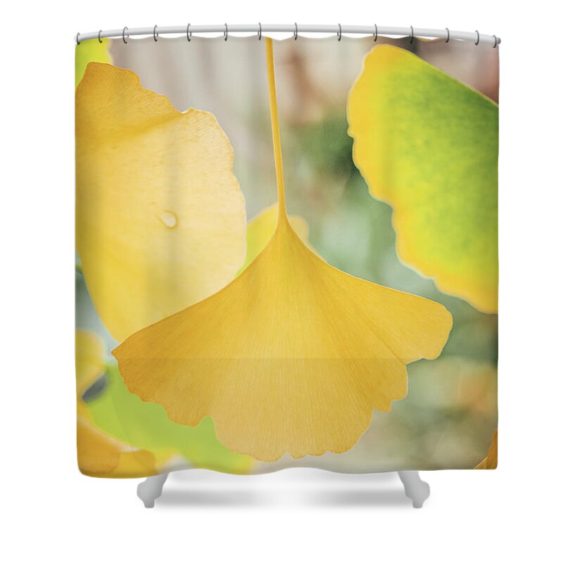 Ginkgo Shower Curtain featuring the photograph Ginkgo Symbol by Philippe Sainte-Laudy