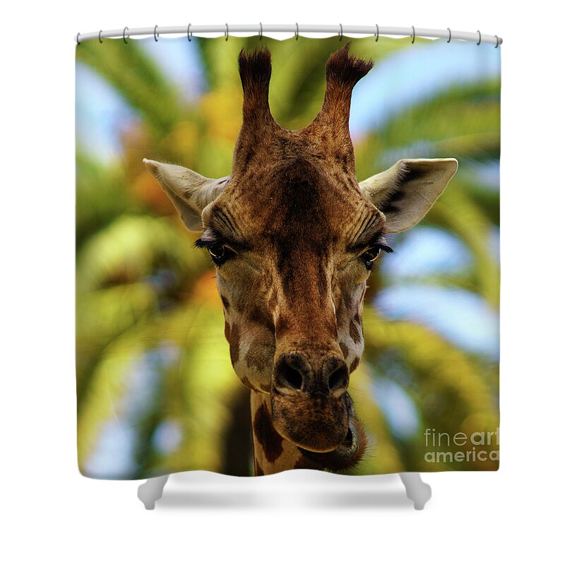 Pattern Shower Curtain featuring the photograph Giraffe Head Looking at Camera by Pablo Avanzini
