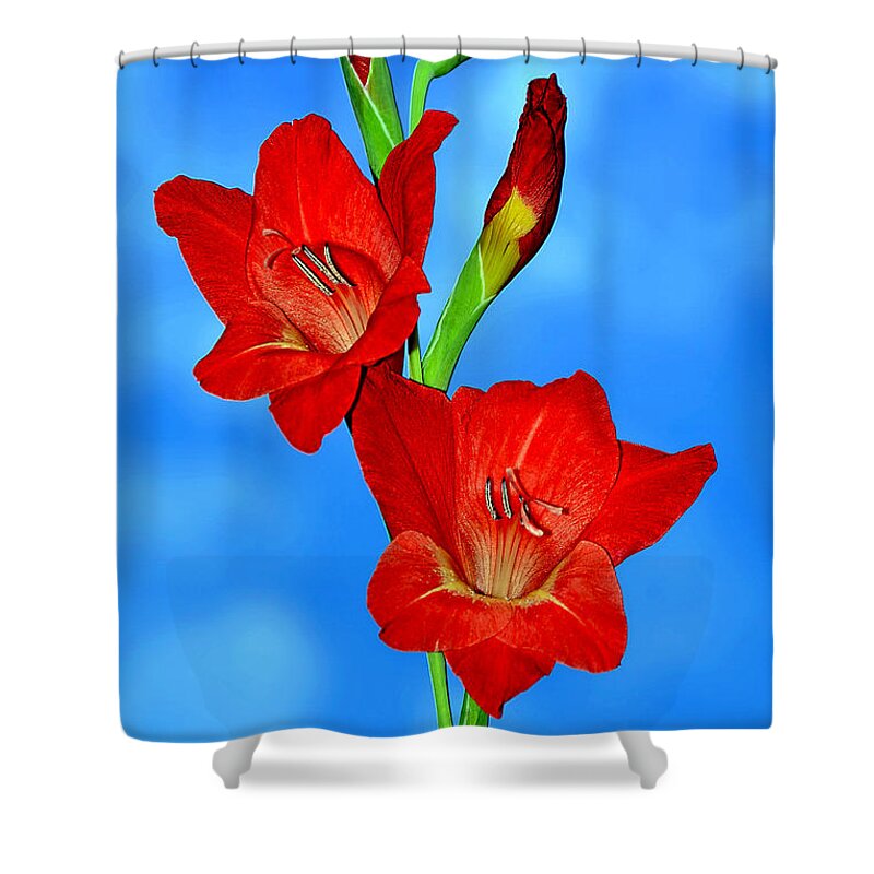 Gladioli In The Sky Shower Curtain featuring the photograph Gladioli in the Sky by Kaye Menner by Kaye Menner